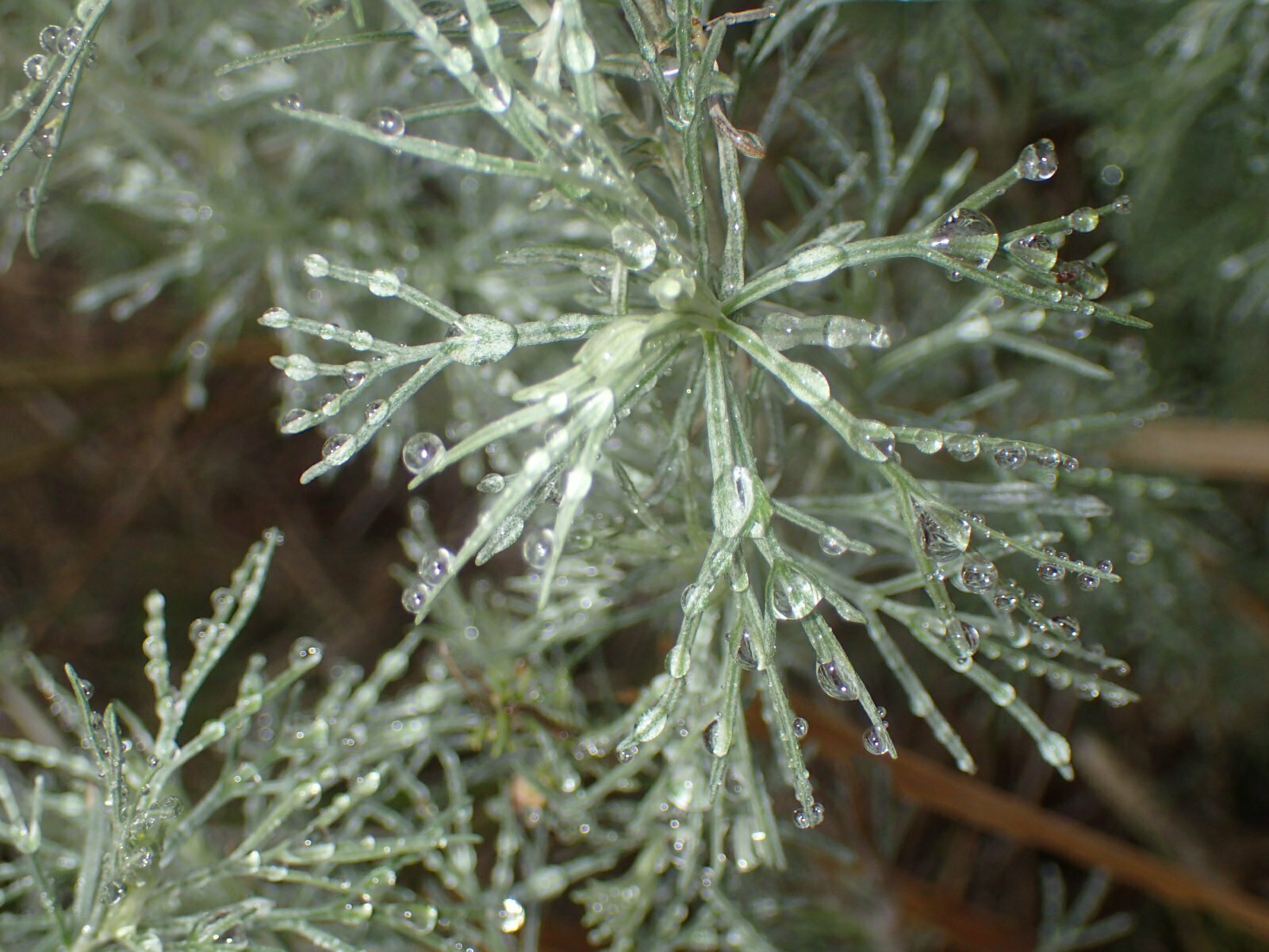 High Resolution Artemisia californica Leaf